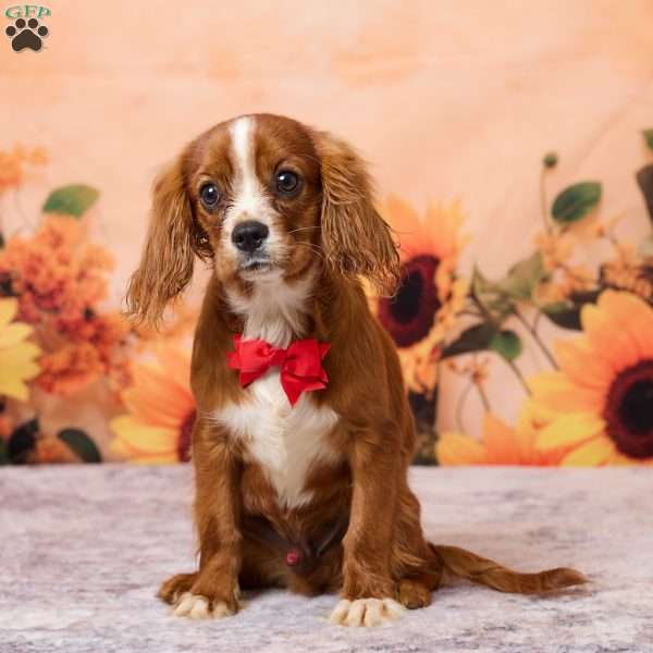 Clyde, Cavalier King Charles Spaniel Puppy